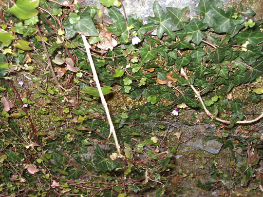 IMGP0097
